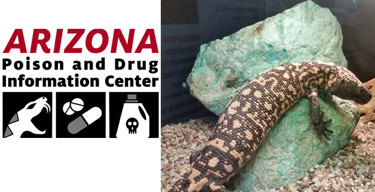 Peg the Gila Monster lost a leg after she walked into a trap. She can no longer survive in the wild so she lives at the Poison Center and is part of its education program. 